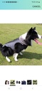 Dog Jacket Fleece Collar Dog Coats Winter Jacket Windproof Waterproof Reflective Cozy Cold Weather Dog Coat Dog Apparel Dog Vest Snowsuit Outdoor Clothes
